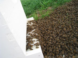 A swarm of bees marching into my empty deep