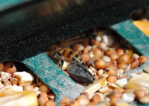 Bee In Bird Feeder Closeup