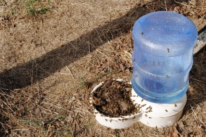 Bees Eating Syrup from a Dog Waterer