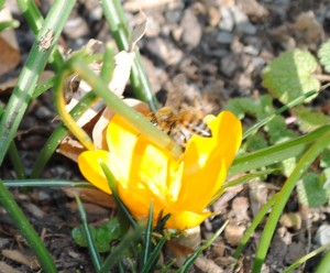 Bee On Crocus Bloom in February