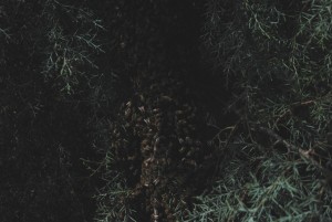 Swarm of Bees on a Branch